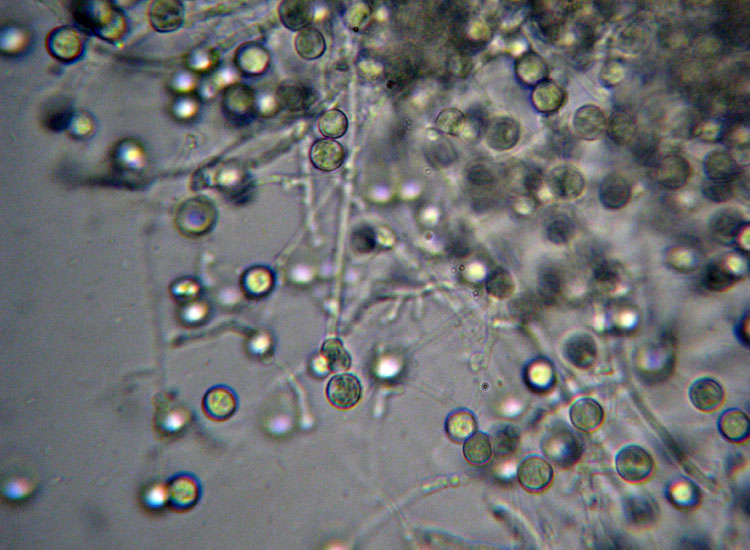In parcheggio (Granulobasidium vellereum)